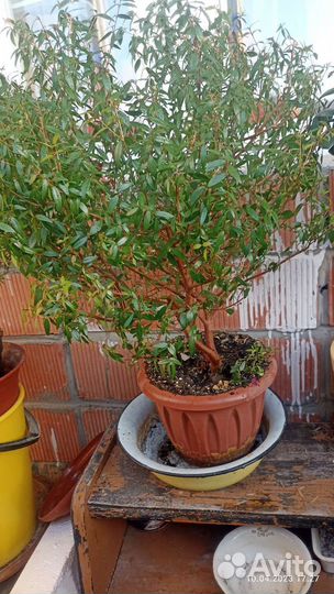 Миртовое дерево