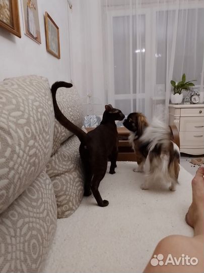 Передержка домашних животных