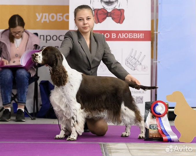 Английский спрингер спаниель