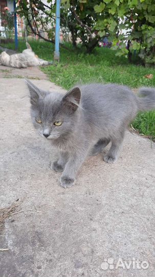 Котята в добрые руки бесплатно