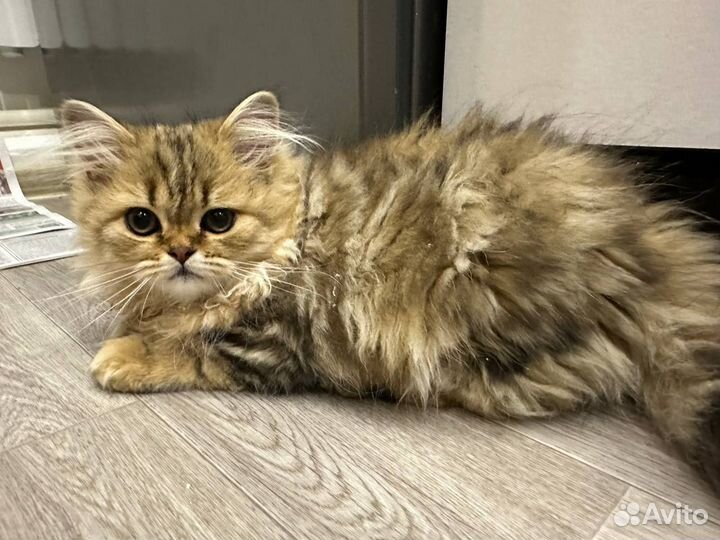 Кошки бесплатно