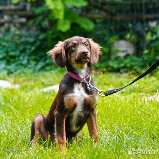 Собака в добрые руки