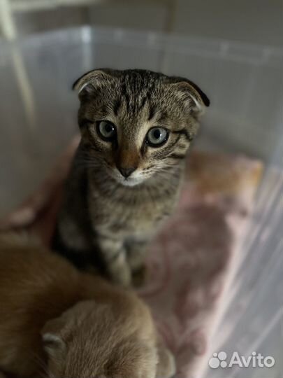 Котенок в добрые руки