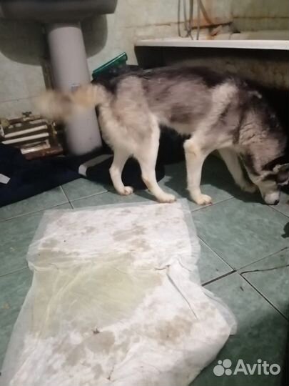 Хаски в добрые руки