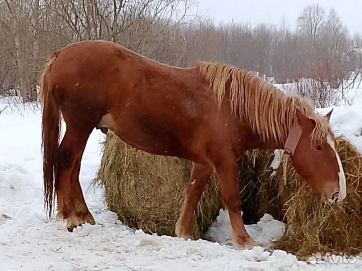 Продам лошадь