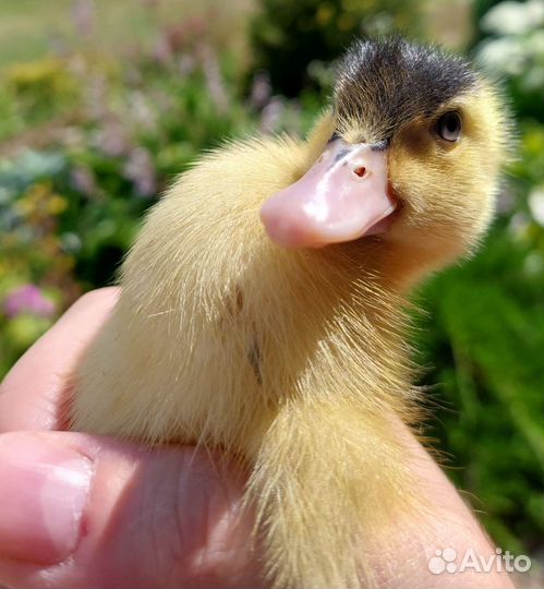 Утки королевские муларды