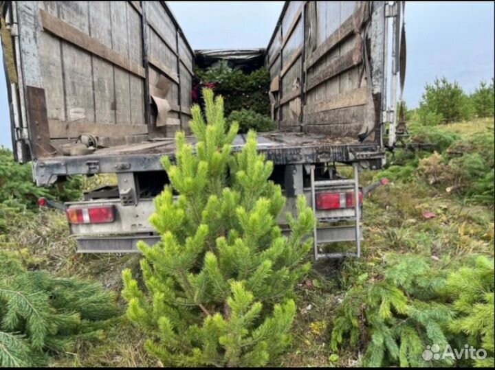 Сосна новогодняя оптом