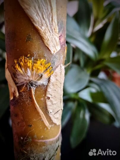 Свеча Любовная, восковая, с травами