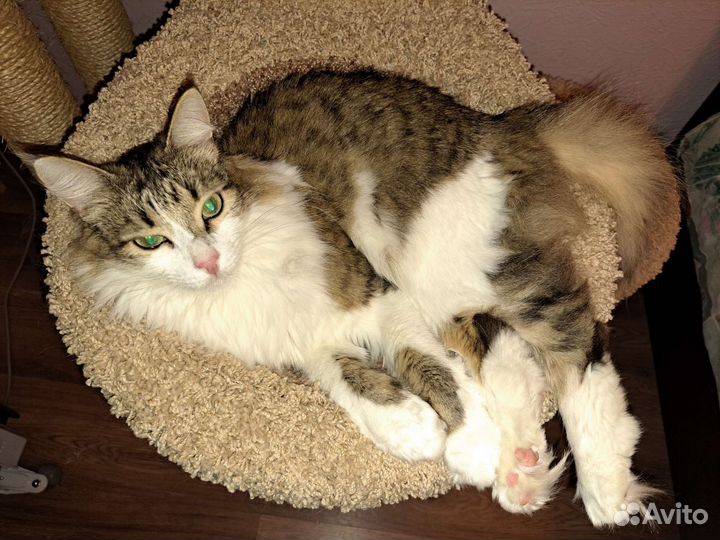 Домашняя передержка кошек временная, котоняня