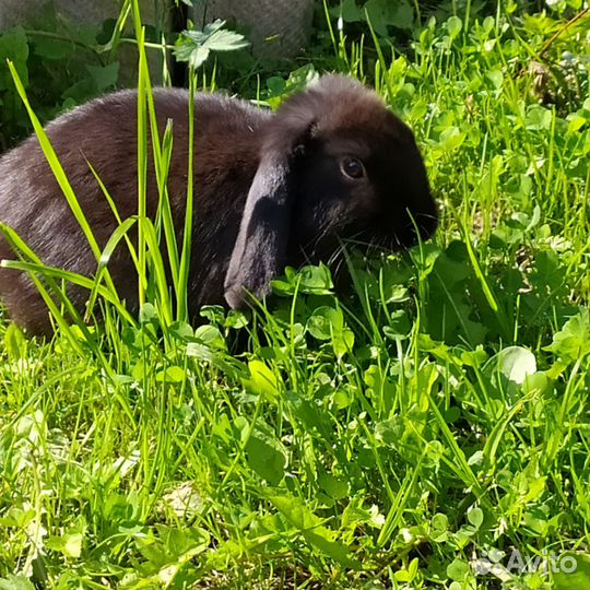 Отдам в добрые руки, декоративного кролика