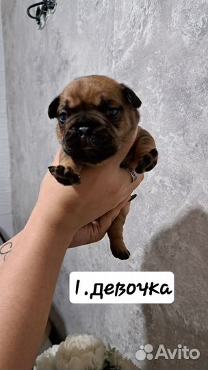 Французский бульдог щенки