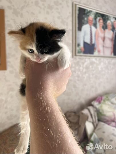 Котенок девочка в добрые руки