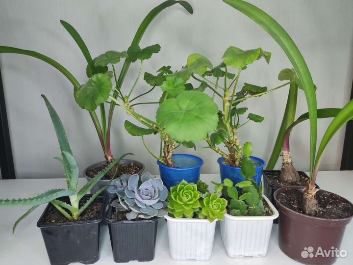 Комнатные растения цветы