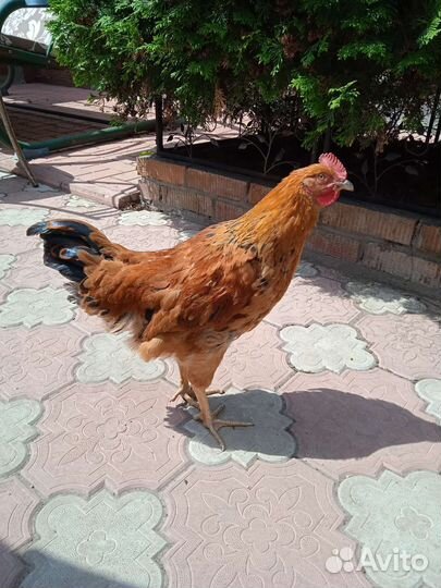 Молодые петухи