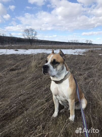 Стаффордширский терьер вязка