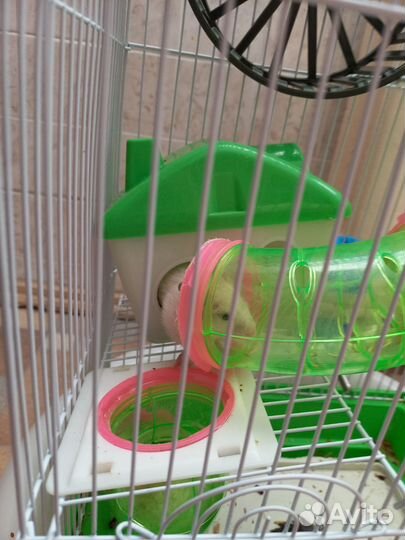Хомяки вместе с клеткой