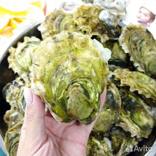 Живые устрицы, мидии