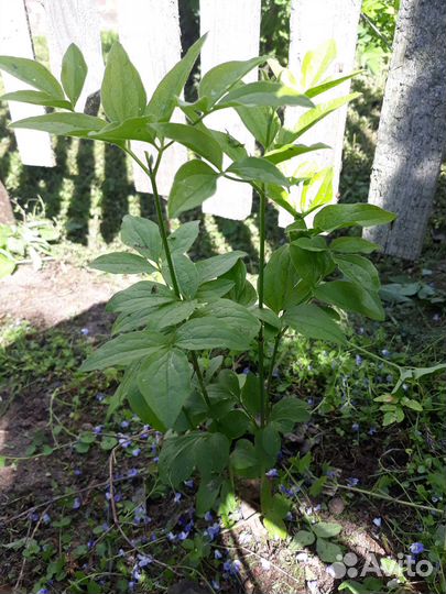 Клематис белый