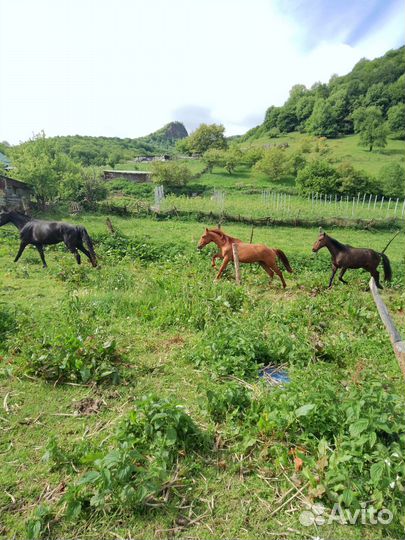 Лошадь мерин, жеребец, жеребкчики
