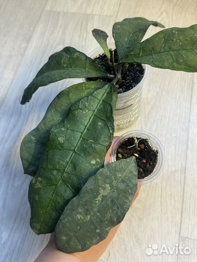 Хойя Лата искандер клон а