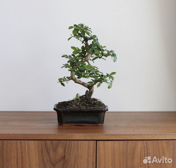 Бонсай Кармона 12 лет