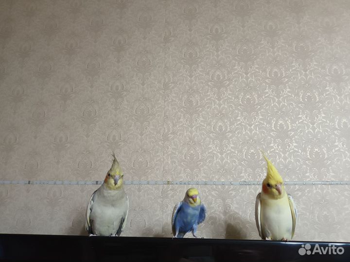 Передержка домашних птиц