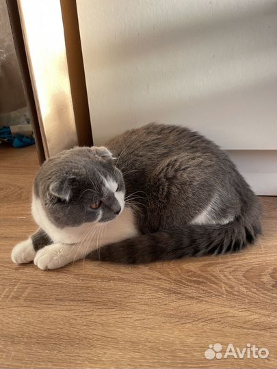 Котенок шотландский вислоухий