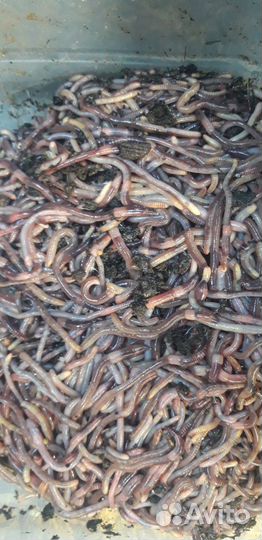 Черви дендробена. От производителя