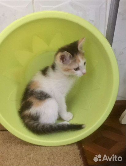 Котята-девчата. 2 месяца. Стерилизация в подарок