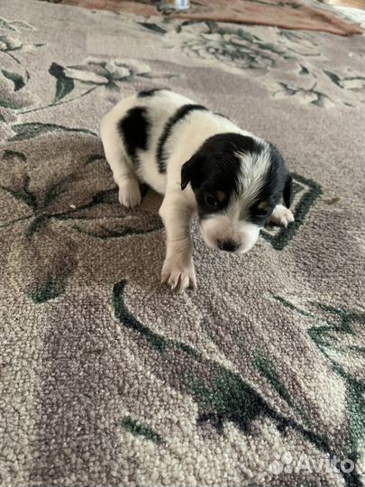 Отдам щенка в добрые руки