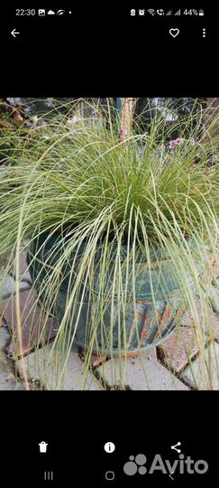 Растения для красивого сада