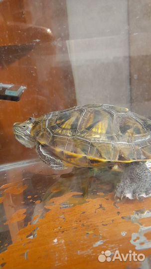 Красноухая черепаха с аквариумом