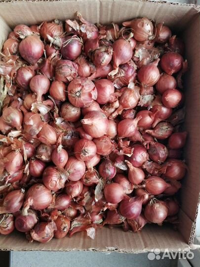 Лук семейный на посадку