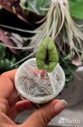 Алоказия Жаклин,Синуата,Блек вельвет,клубни/детки