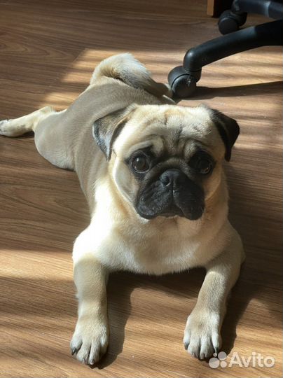 Мопс вязка мальчик