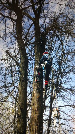 Спил деревьев