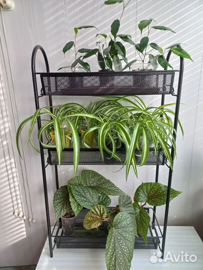 Комнатные цветы: фикус, хлорофитум, бегония