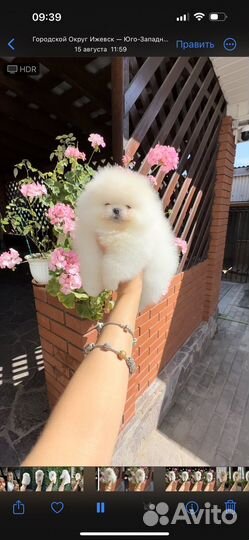 Щенки шпица мини мишка