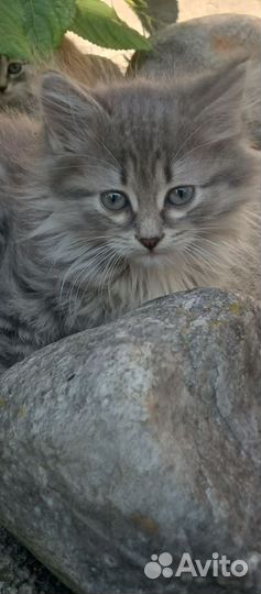 Кошки в добрые руки бесплатно