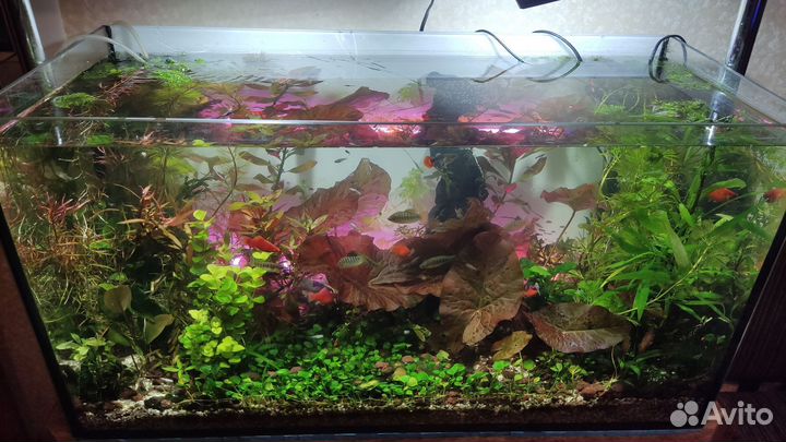 Аквариумные растения Анубиас