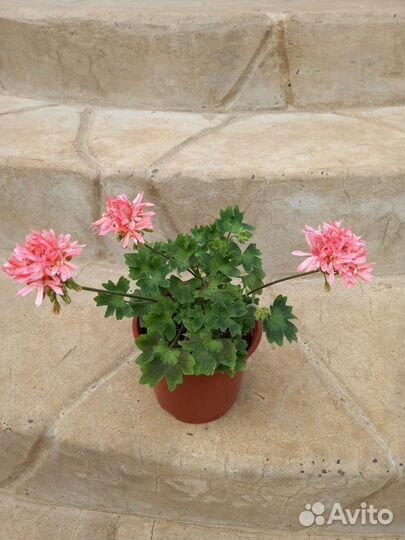 Пеларгония герань