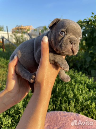 Французский бульдог лиловый с изабеллой в ньюшейд