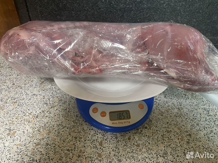 Кролики великаны белый панон