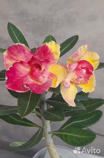 Черенки адениума