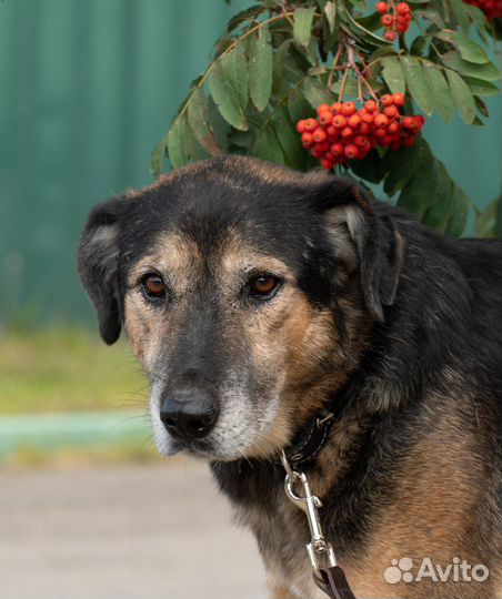 Пикассо - преданный друг для любящего хозяина