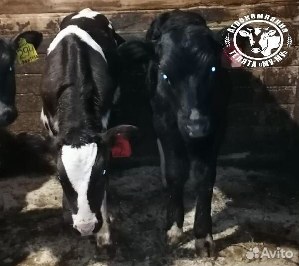 Телята бычки