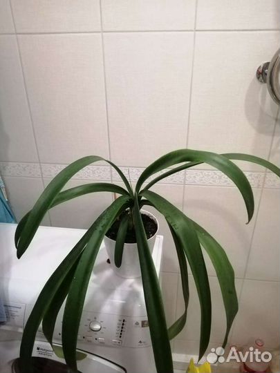 Хлорофитум