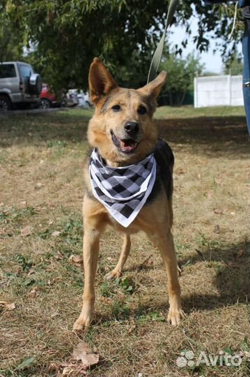 Собака в добрые руки отдам бесплатно