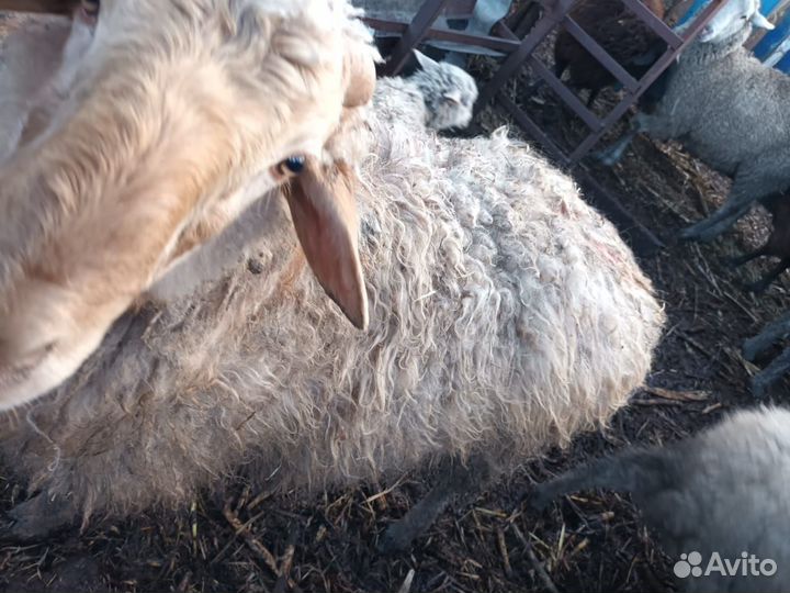 Баран породисты 10 месяцев гисар