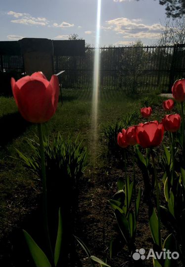 Спроси таро